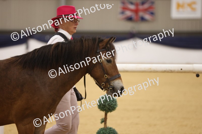 20260913-1002 - Class 109 - Bred On Exmoor In Hand