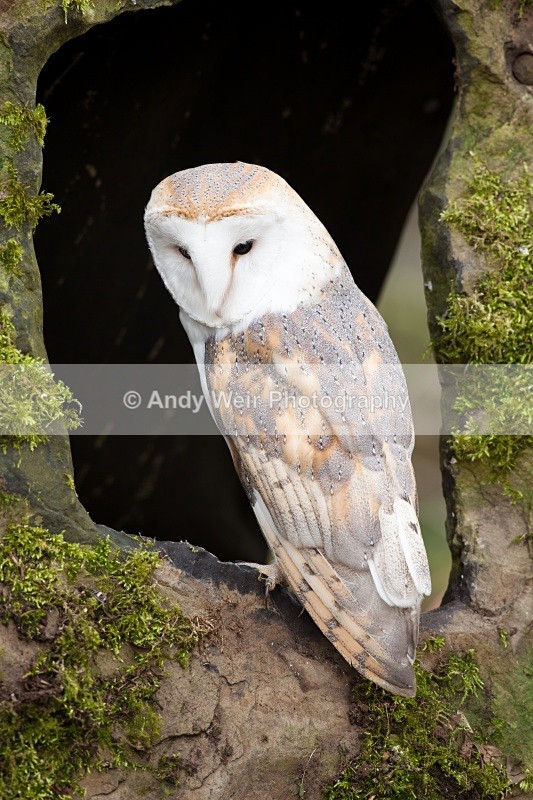20110312-IMG_1177 - Barn Owl