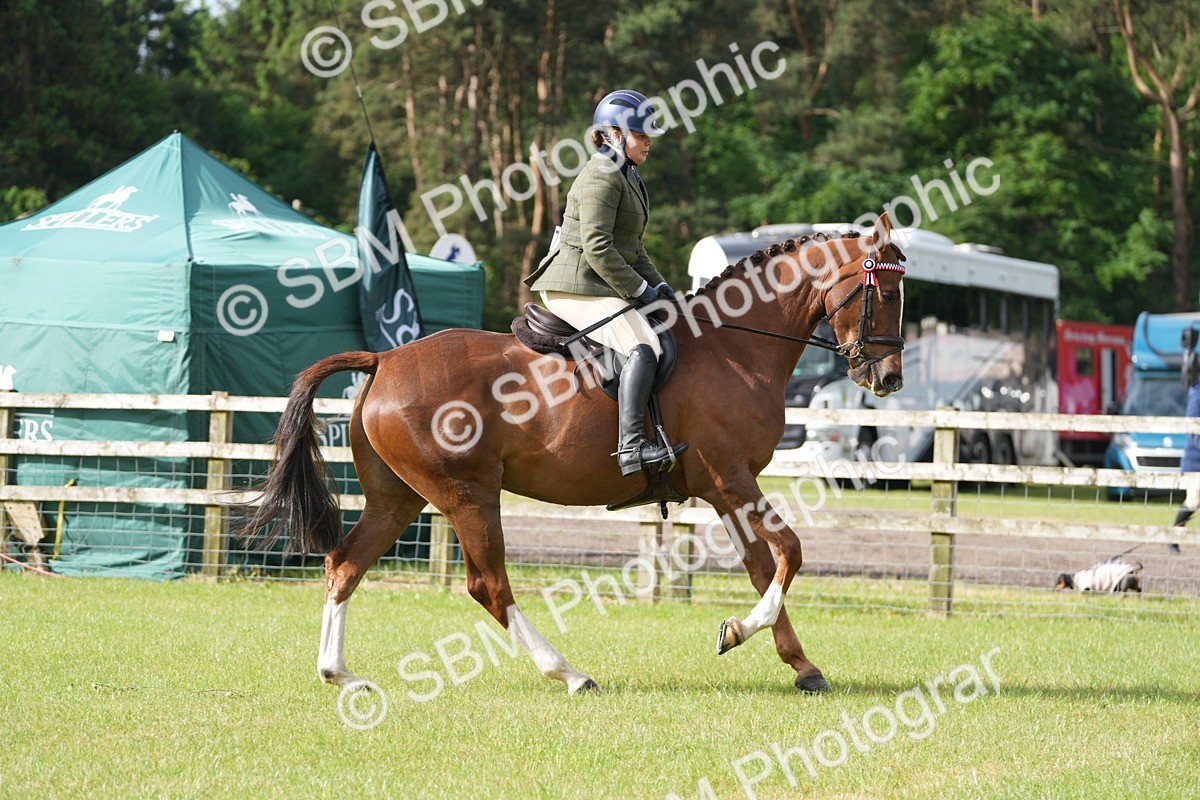 SBM_10581 - Class 97-98 - LIHS BSHA Rising Star Working Show Horse Hunter