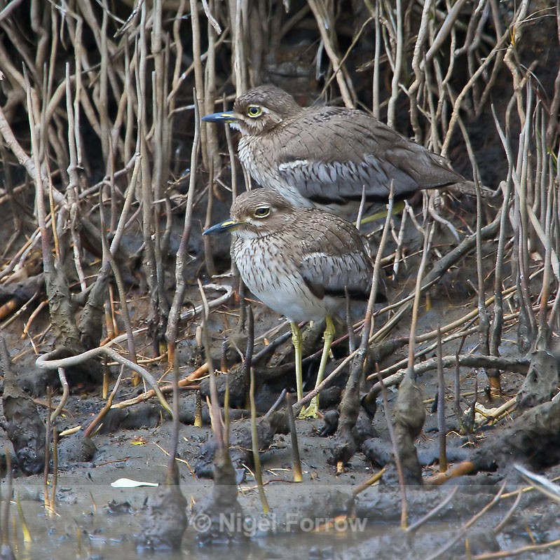 Water Thick-knee amongst the mangrove roots - Water Thick-knee