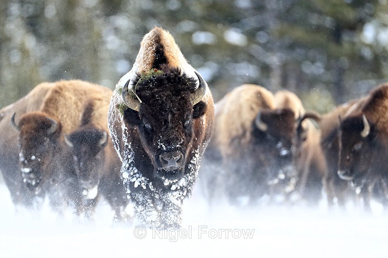 Bull Bison ahead of herd, Yellowstone National Park, Wyoming - Bison