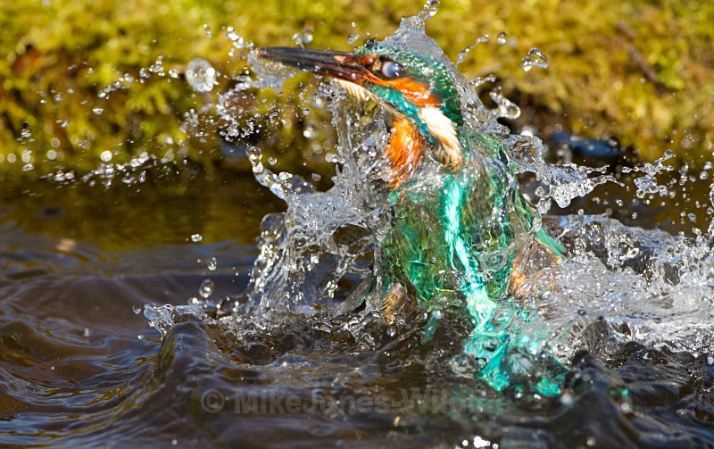KINGFISHER no 12 - KINGFISHERS