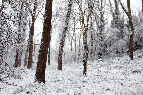 Winterwoods _S137 - Somerset landscape Photography