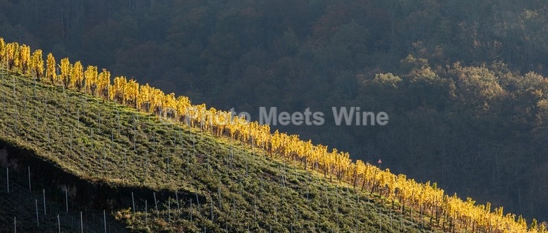 - Vineyards & Vines / Weinberge & Reben