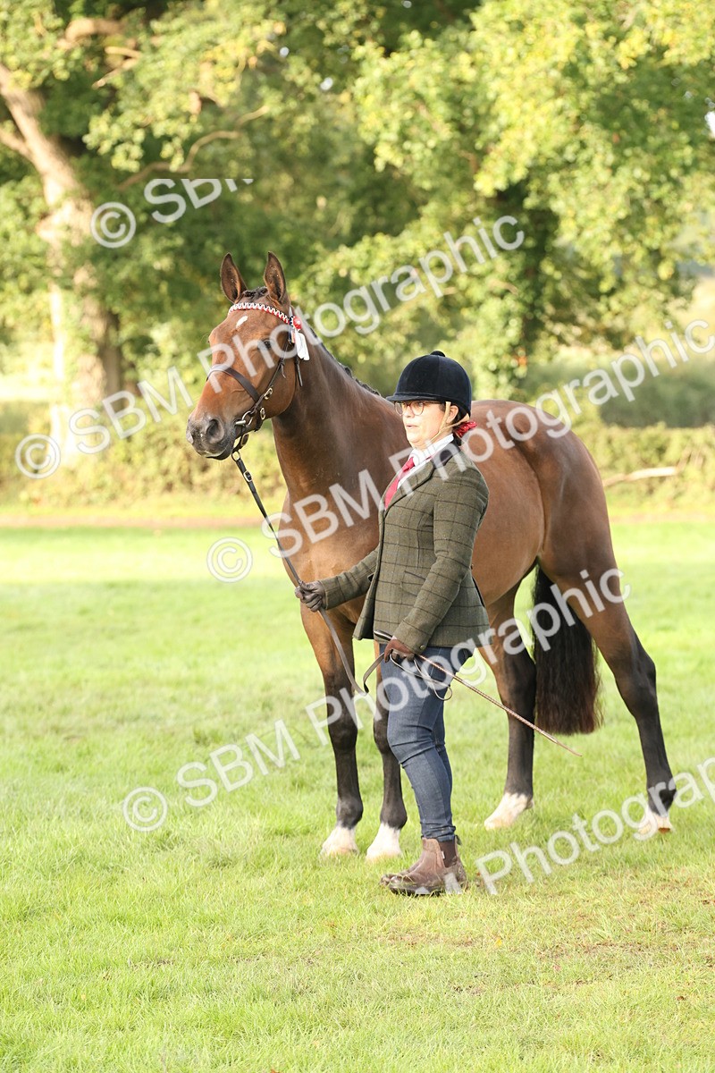 SBM_54983 - S52 - Riding Horse & Hack & thoroughbred In Hand