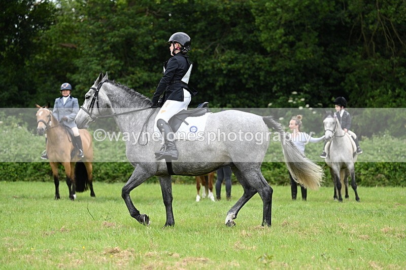 WJ7_3966 - Class 14A Handsome Gelding