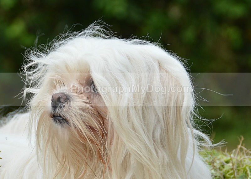  - Lhasa Apsos