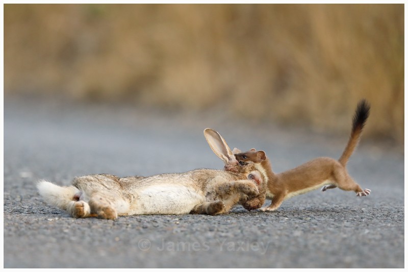 Road Kill - Latest Work