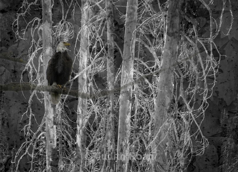 Silver Trees, Eagle Montage - Photo Montages