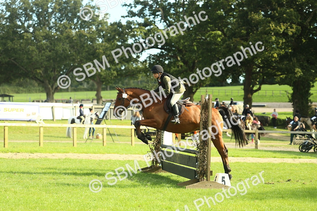 SBM_50562 - S33 - Working Hunter & Working Show Horse
