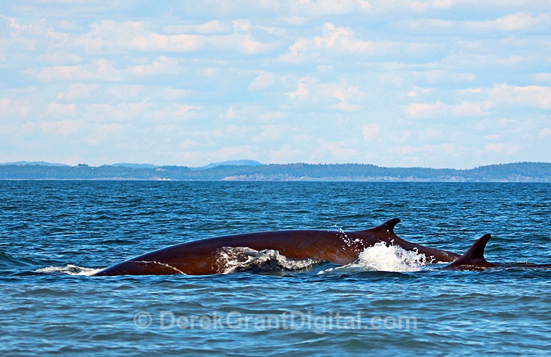 Fin Whale - Cow and Calf - Whales / Sea Mammals