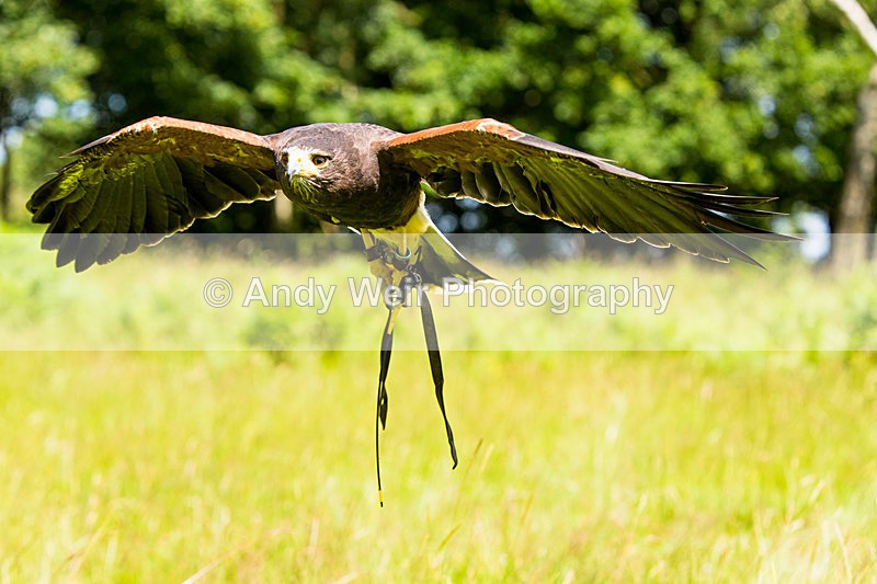 20140705-3K8A2992 - Captive Birds