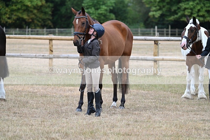 WJ7_9946 - Class 5a Most Handsome Gelding (above 14.2hh)