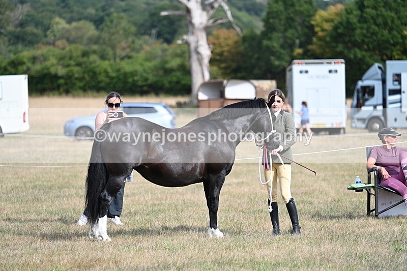 WJ7_8170 - In-hand Championship