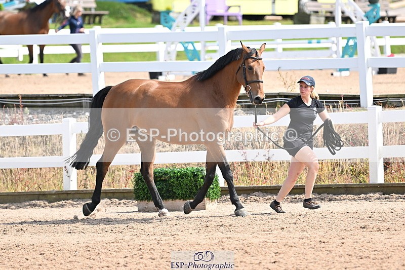 240717A-155206-03116 - Trot Up 3pm to 4pm