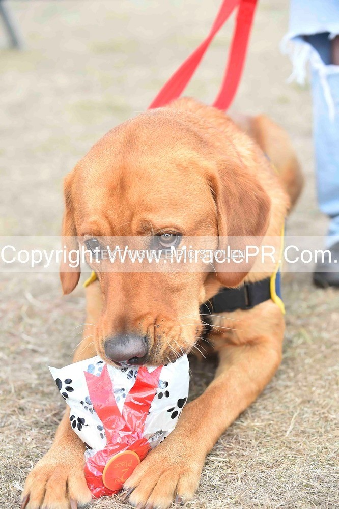 SH4_0161 - Dog show.
