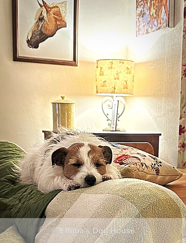  - Pawtraits