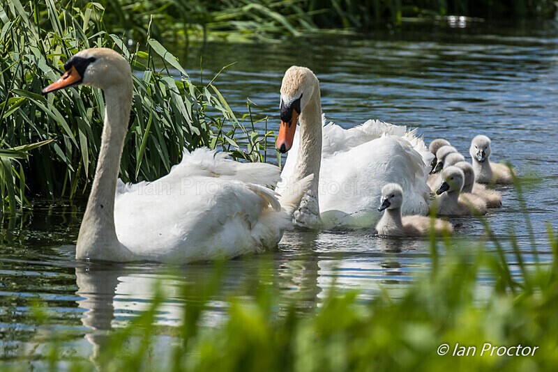 Mute Swans & Cygnets - Broad Water 2020 - No.9 - Nature