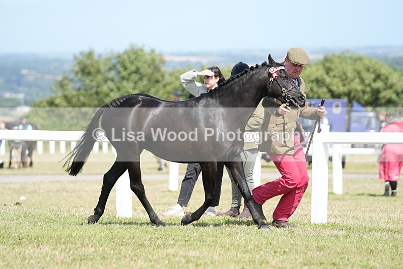 DSC07338 - Class 69: NPS Show Pony 4 years and over