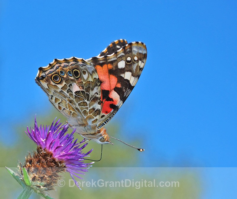 Painted Lady - 1 - Butterflies & Moths of Atlantic Canada