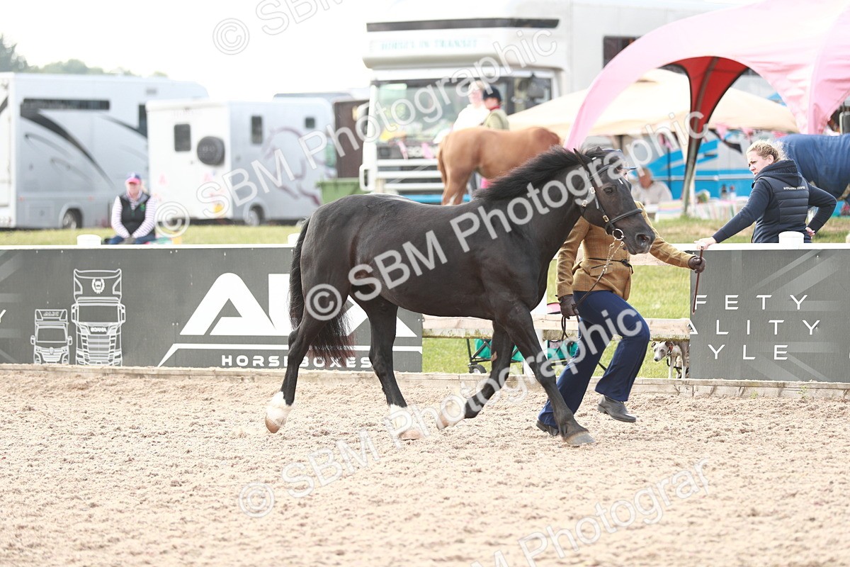 SBM_11768 - Class 206 IH Non Show Type Pony