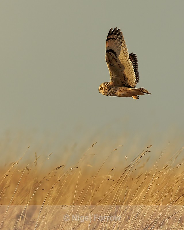 Short-eared Owl in sunshine, Hawling, Gloucestershire - Short-eared Owl