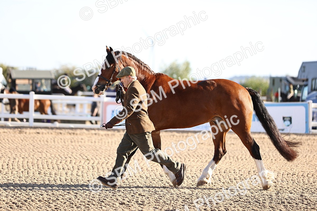 SBM_08362 - Class 401 - IH Veteran Horse