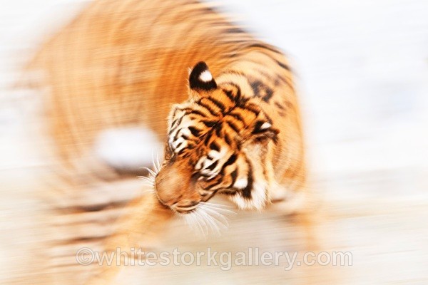 Tiger in Motion - Wildlife and Animals: Art