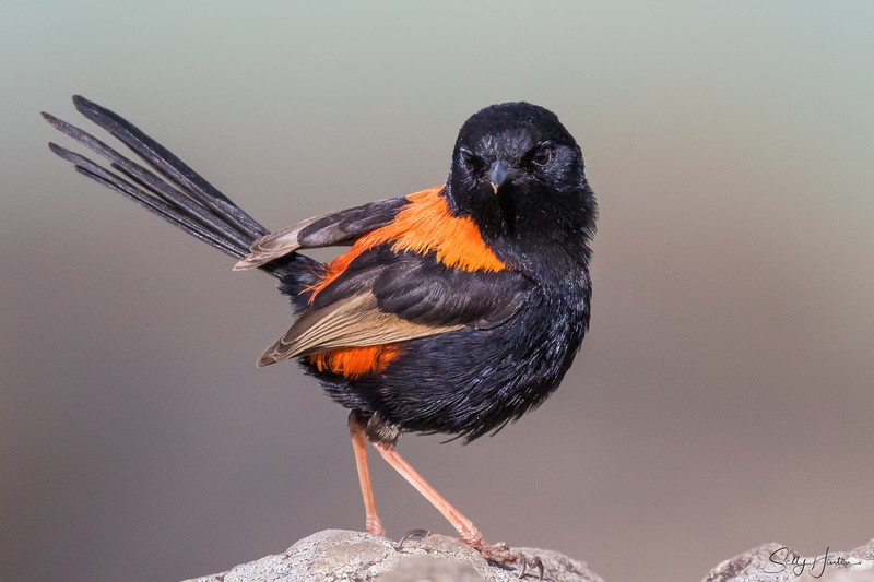 Red Wren Male 16
