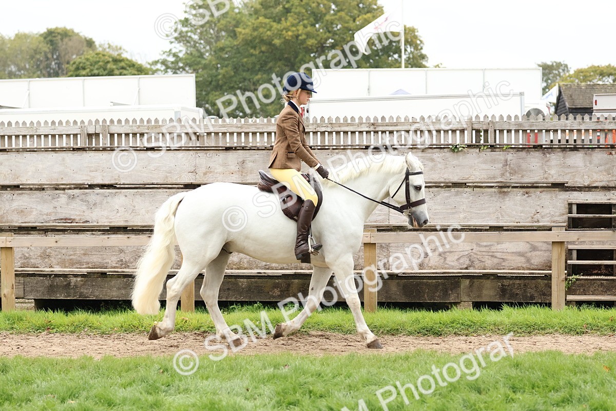 SBM_69550 - S62 - Mountain & Moorland Ridden Large Breeds