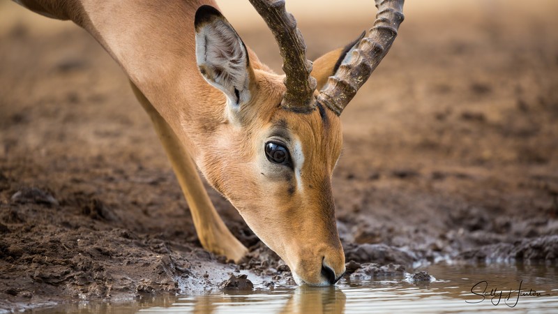 Impala Drinking 5