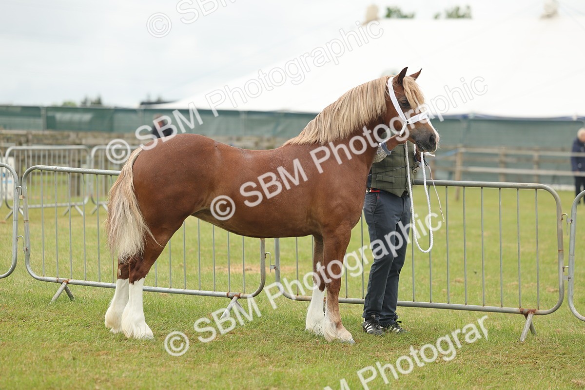 SBM_04907 - Class 50-57 - M&M Welsh Pony In Hand
