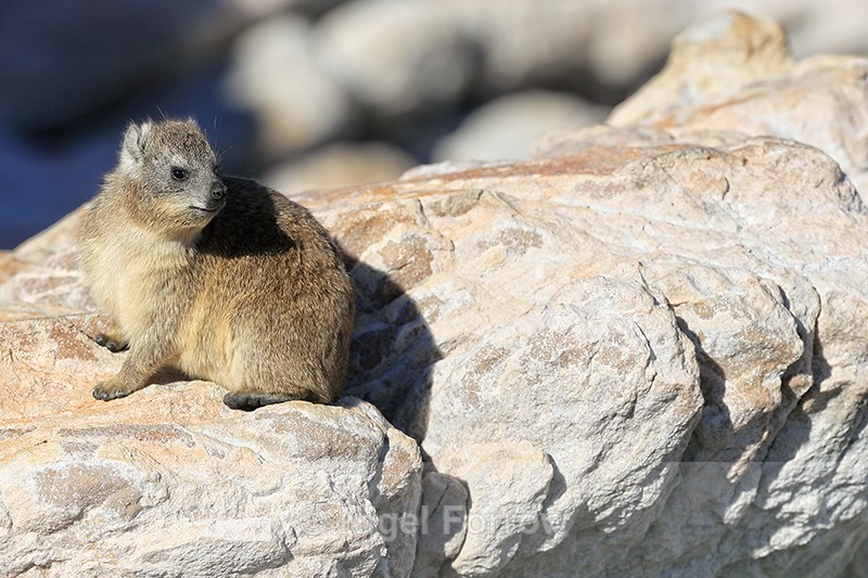 Rock Hyrax, Stony Point Nature Reserve, Betty's Bay, South Africa - Hyrax