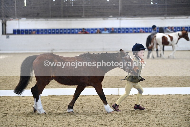 WJ5_3778 - Class 5 In Hand Veterans