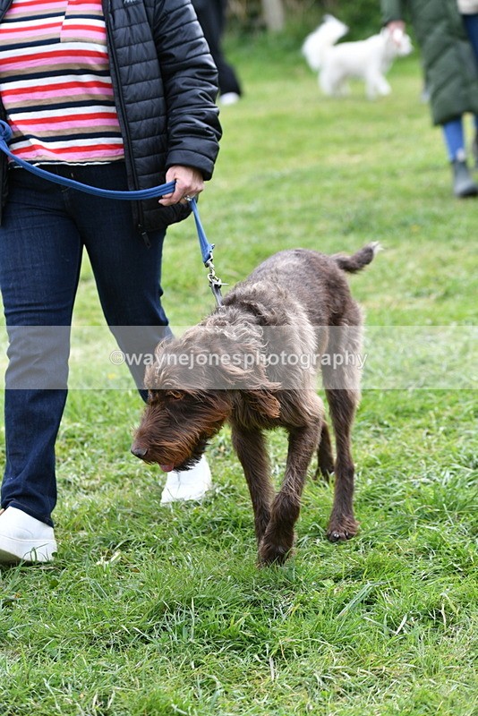 WJ5_9313 - Class 1 Best Cross Breed / Heniz 57