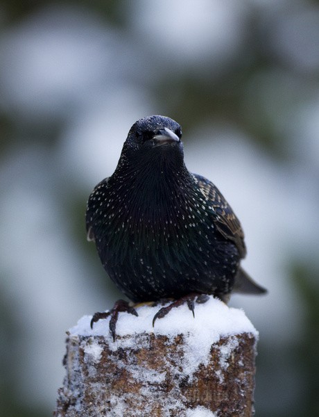 STARLING REF STAR 1 - THE STARLING