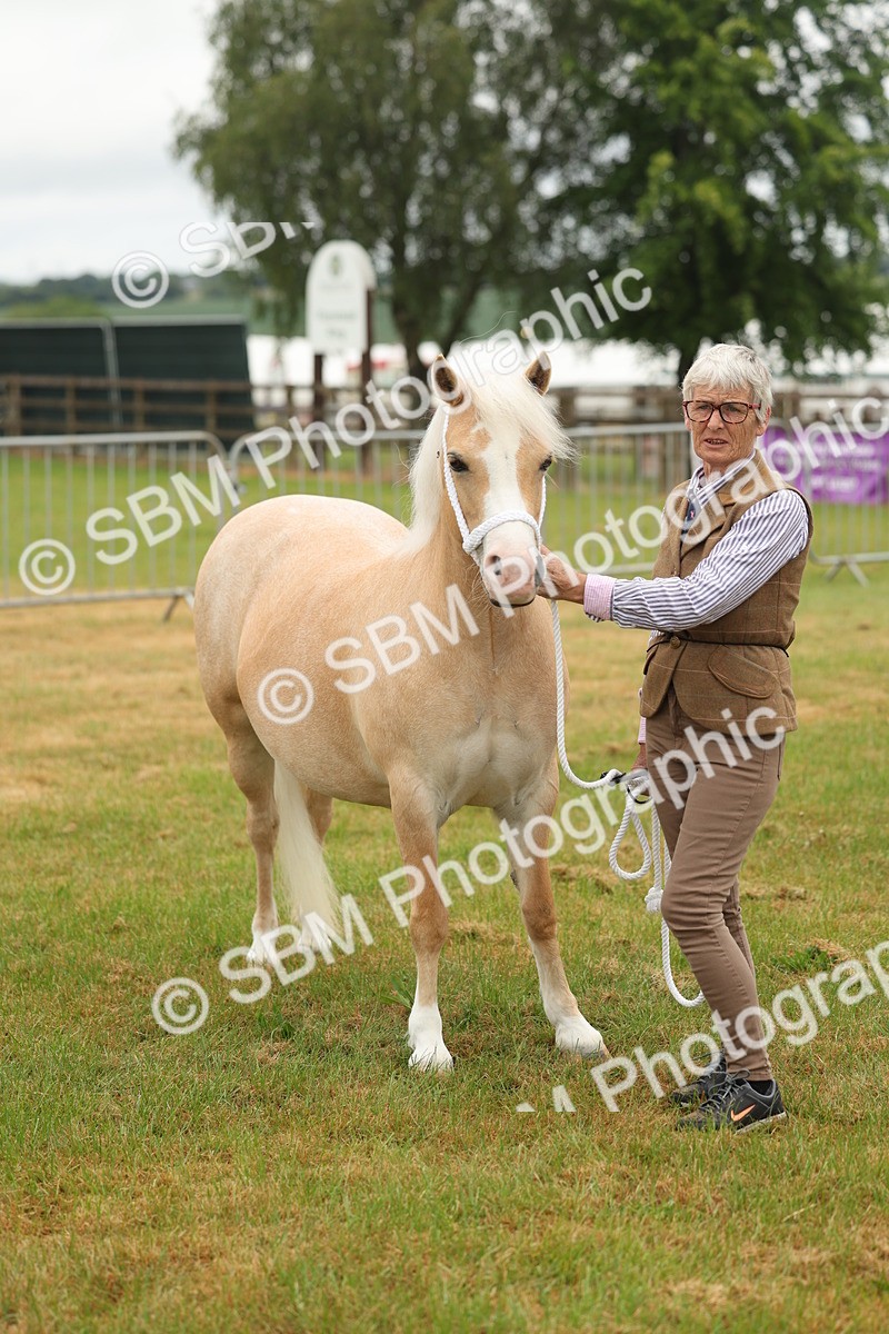 SBM_01585 - Class 50-57 - M&M Welsh Pony In Hand