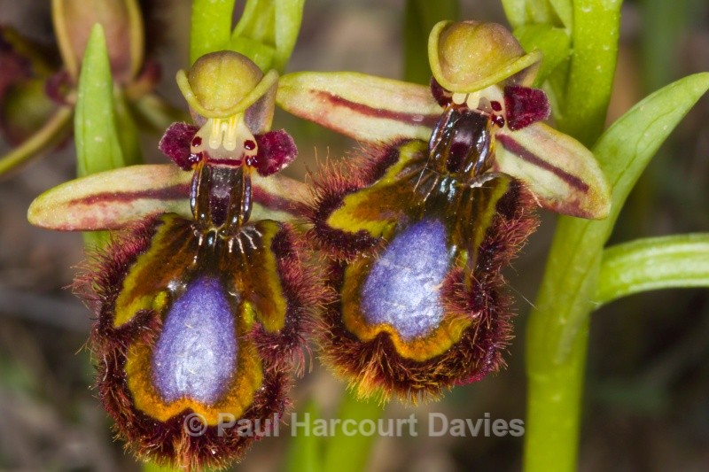 Mirror Orchid (Ophrys ciliata syn. Ophrys speculum) - Orchids - Ophrys