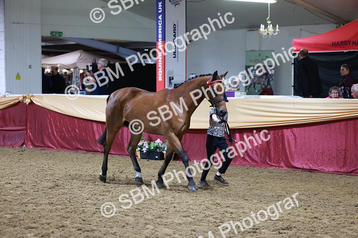 SBM_20394 - Class F - IH Small (148cm & Under)Champ