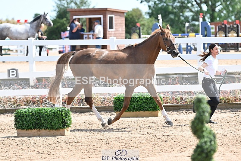 240717A-150733-02565 - Trot Up 3pm to 4pm
