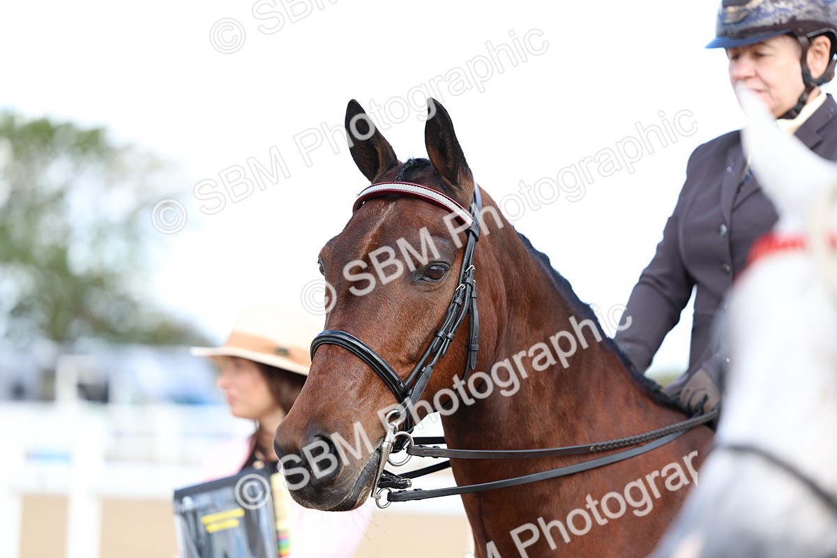 SBM_10840 - Class 305 - Ridden Foreign Breeds - Pure Bred