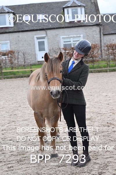 BPP_7293 - RING 1  (RIDDEN HORSES / IN HAND / VETERAN ETC)