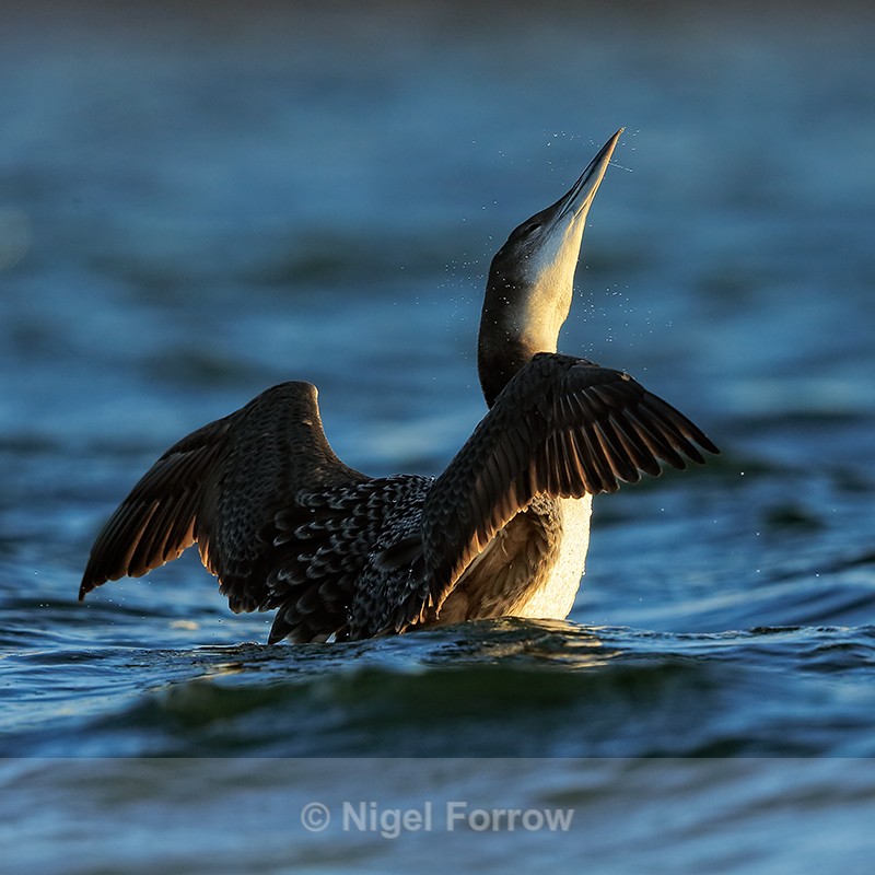 Great Northern Diver shaking head, Farmoor Reservoir - Great Northern Diver