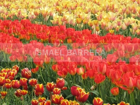 Spring - FLORAL