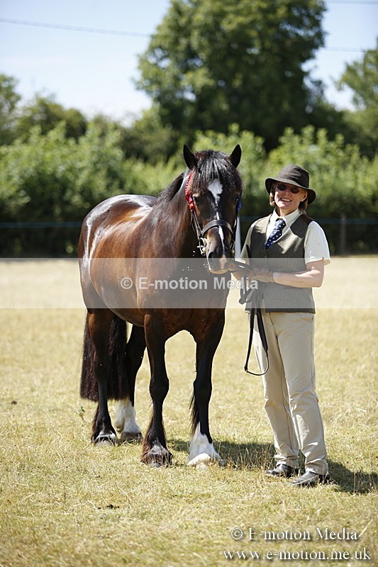 _C7A0164 - In Hand Championship BVRC Show 2018