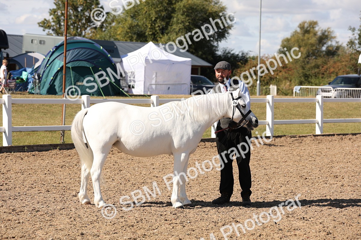 SBM_13899 - Class 205 - IH Show Pony - Show Hunter Pony