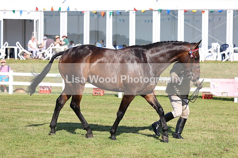 3E7A5650 - Class 2: Rising Star Large Hack/Riding Horse