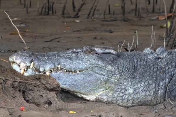  - Reptiles and Amphibians