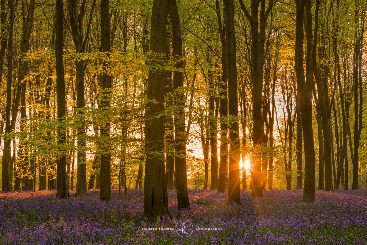Bluebell dawn burst - Michedever Woods, Hampshire, England - BlueWood