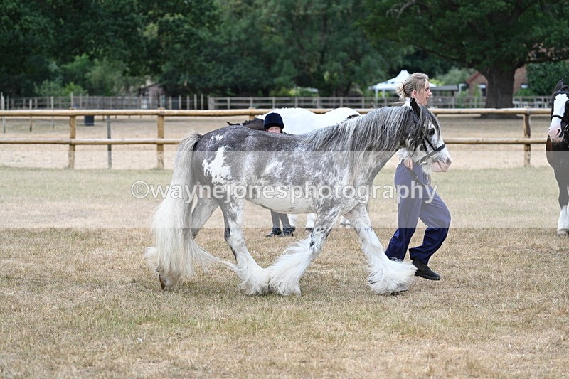 WJ7_9646 - Class 5 Most Handsome Gelding (up to 14.2hh)